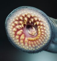 Художник творит настроение из камней