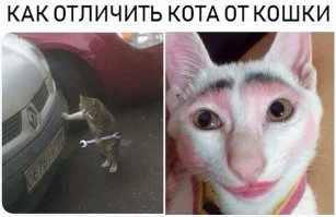 Кот с необычными "усами" ворует сердца мексиканских кошечек