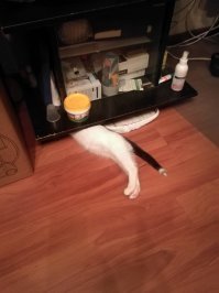 А мой котик ремонтирует всё