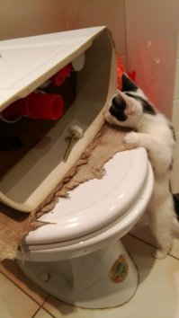 А мой котик ремонтирует всё