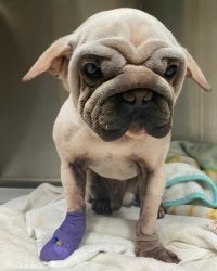 А мне больше напоминает этого: