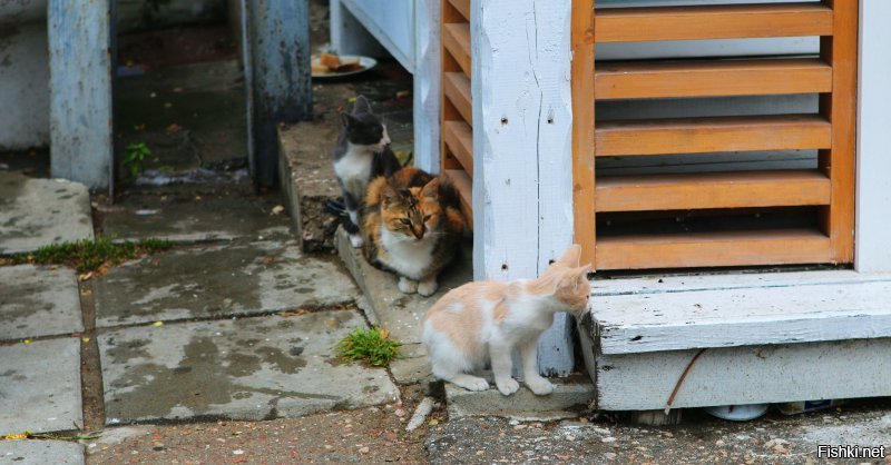 Крым. Евпатория.
