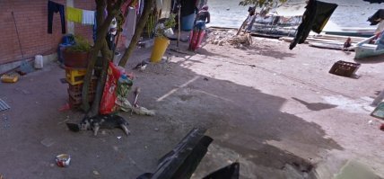 У них свиньи с курицами прям на улицах