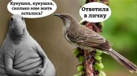 Прикольные и смешные картинки