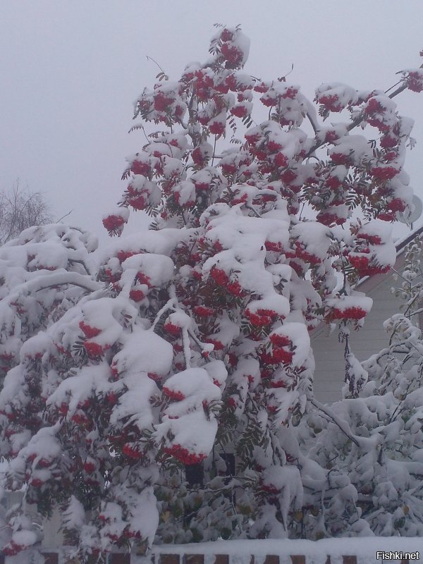 Немного из Устьян.