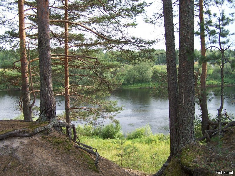 Немного из Устьян.