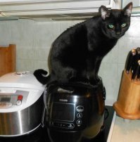 Наши помощники по дому :)