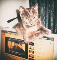 Наши помощники по дому :)