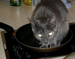 Наши помощники по дому :)