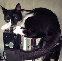 Наши помощники по дому :)