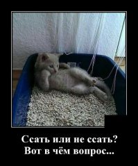 Иногда котов просто раздирают шекспировские страсти !  :)