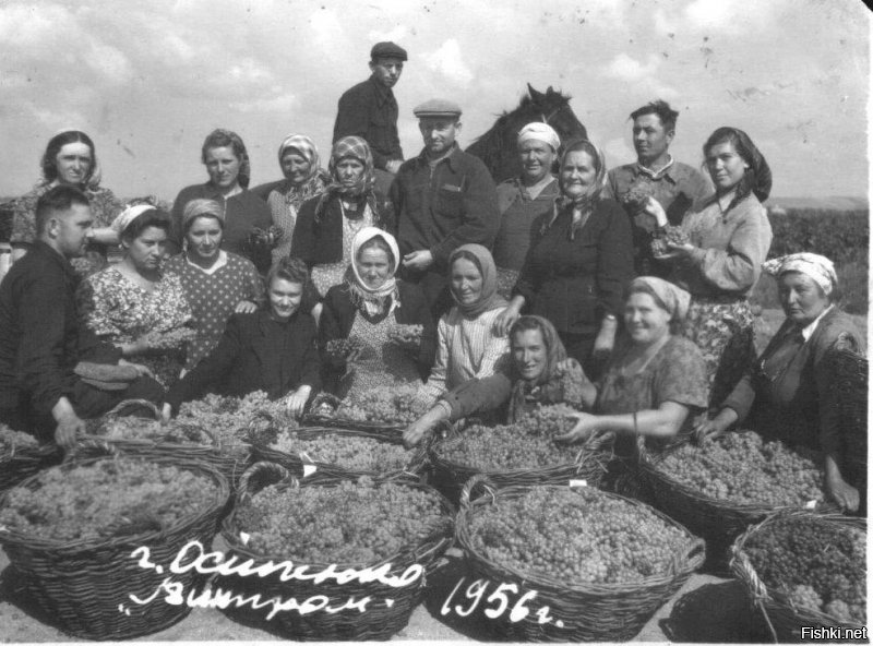 Винсовхоз «Жовтнева хвиля» Сталинского винтреста расположен в восточной части города Осипенко. Он был организован в 1818 г. на базе виноградников мелких собственников. Центральное управление находится на месте бывшего имения помещика Голобородько и расположено в северо-западной части занимаемой им площади. От железной дороги он находится на расстоянии 1,5 километра, а от порта на 4 км.