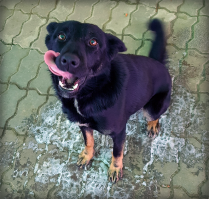 В детстве я мечтал о коте-непременно-британце и пёселе-колли. В итоге по дому и во дворе бродят четыре абсолютно разномастных котейки и беспородная собака. Все пришлые, все любимые :-)