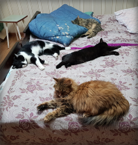 В детстве я мечтал о коте-непременно-британце и пёселе-колли. В итоге по дому и во дворе бродят четыре абсолютно разномастных котейки и беспородная собака. Все пришлые, все любимые :-)