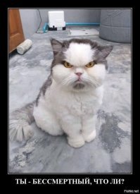 Новая Сердитая Кошка, которая выглядит даже более злой, чем ее предшественница