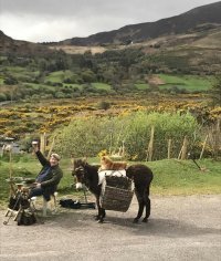 Трубадур уже не тот. Кота за пивом послал, а петухом (вероятно) давно закусил...