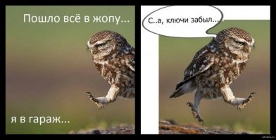 Как бегают совы