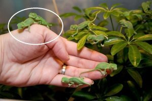 Чувак хамелеон время не теряет. Человеческая рука когда еще будет, а баба вот она, есть.