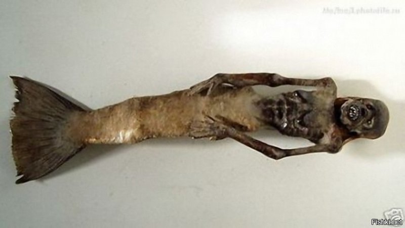 На североамериканском пляже найдено безглазое зубастое существо