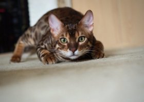 Гифки с девушками