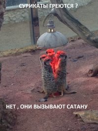 Фотографии новорожденных сурикатов, которые сделают ваш день