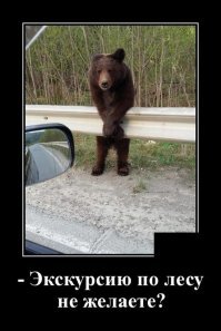 Медвежьи гифки