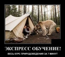 Медвежьи гифки