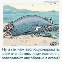 Отдыхающие на пляже помогли дельфину вернуться в море, но это его не спасло