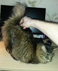 Когда чесалка действует лучше любого успокоительного