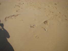 И у мну вопрос: что это? (Сфотографировано на берегу Средиземного моря.)