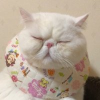 Обычная кошка породы Экзот (Экзотическая короткошерстная кошка)