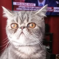 Обычная кошка породы Экзот (Экзотическая короткошерстная кошка)