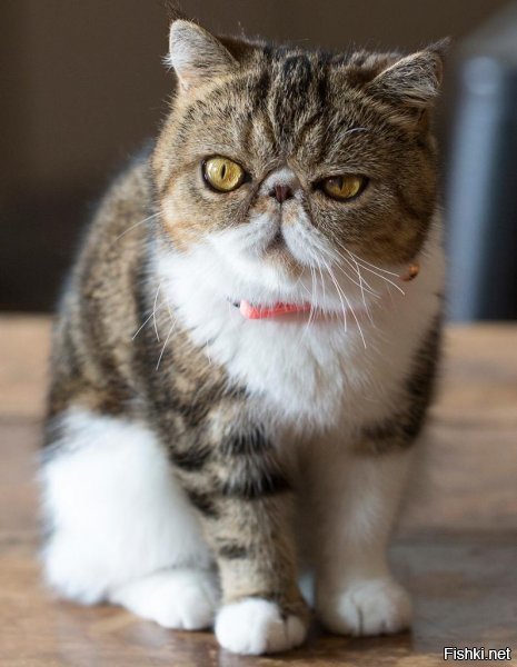 Обычная кошка породы Экзот (Экзотическая короткошерстная кошка)