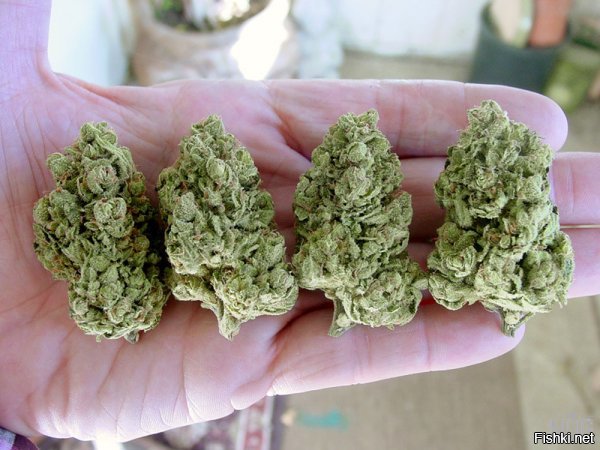 Пушистый предприниматель меняет шишки на орехи