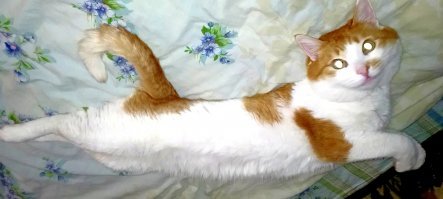 Новая Сердитая Кошка, которая выглядит даже более злой, чем ее предшественница