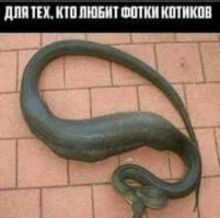 Шланги вообще распоясались