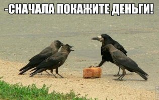 Пушистый предприниматель меняет шишки на орехи