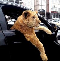 В следующий раз леопардесса не уйдёт