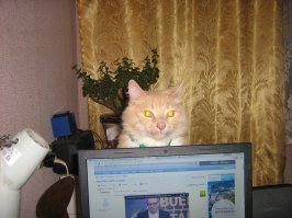 Мой кот Тишенька любит находиться рядом со мной. И часто укладывается подремать на коврике для компьютерной мыши...