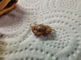 Насчёт краба правда.В Метро брали пачку мидий