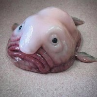 А рыбы которые не спят - грустные