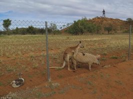 Конечно, конечно, кенгуру ну, вот совсем безобидные))