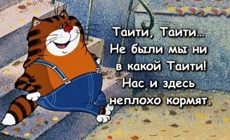 Приютский кот по кличке Уилфорд весит как три кота