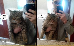 Приютский кот по кличке Уилфорд весит как три кота