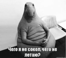 Отрицание, гнев, принятие: отчаянные попытки белки добраться до птичьей кормушки