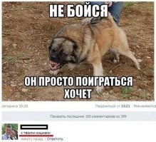 Внезапное нападение питбуля на бегуна