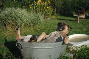 А нас и тут неплохо кормят и носиться не заставляют.