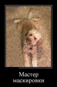 17 фото животных, которые в совершенстве освоили искусство маскировки