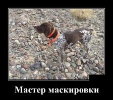 17 фото животных, которые в совершенстве освоили искусство маскировки