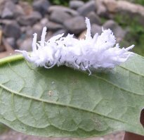 Может и это кто опознает?